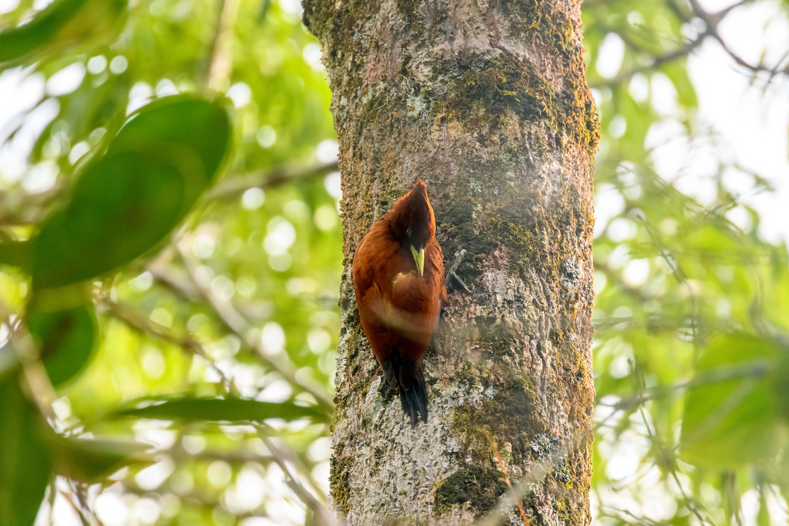 Chestnut woodpecker cleaning feathers, Sani Lodge, Ecuador <figure class="photo"><a href="https://www.jungledragon.com/image/131170/chestnut_woodpecker_sani_lodge_ecuador.html" title="Chestnut woodpecker, Sani Lodge, Ecuador"><img src="https://s3.amazonaws.com/media.jungledragon.com/images/2/131170_thumb.jpg?AWSAccessKeyId=05GMT0V3GWVNE7GGM1R2&Expires=1769040010&Signature=TcV%2FPK6cCDL8hlTfJivRg3Iz81s%3D" width="200" height="194" alt="Chestnut woodpecker, Sani Lodge, Ecuador https://www.jungledragon.com/image/131169/chestnut_woodpecker_cleaning_feathers_sani_lodge_ecuador.html Celeus elegans,Chestnut woodpecker,Ecuador,Ecuador 2021,Geotagged,Sani Lodge,South America,Spring,World,Yasuni National Park" /></a></figure> Celeus elegans,Chestnut woodpecker,Ecuador,Ecuador 2021,Geotagged,Sani Lodge,South America,Spring,World,Yasuni National Park