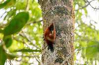 Chestnut woodpecker cleaning feathers, Sani Lodge, Ecuador https://www.jungledragon.com/image/131170/chestnut_woodpecker_sani_lodge_ecuador.html Celeus elegans,Chestnut woodpecker,Ecuador,Ecuador 2021,Geotagged,Sani Lodge,South America,Spring,World,Yasuni National Park