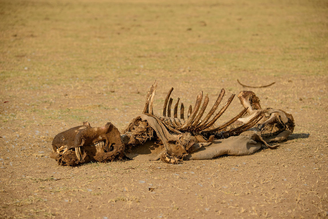 Hippopotamus cadaver in Lake Manyarara, NP Not pretty, but part of the cycle of life, this cadaver of a Hippo was found in Lake Manyara NP. For sure it had a natural death, otherwise its "tusks" would have been removed by poachers. Now that Rhinos are near extinction and heavily monitored, poachers in Tanzania are moving on to Rhinos. Africa,Hippopotamus,Hippopotamus amphibius,Lake Manyara,Tanzania