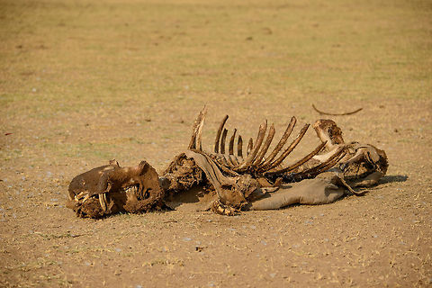 Hippopotamus cadaver in Lake Manyarara, NP Not pretty, but part of the cycle of life, this cadaver of a Hippo was found in Lake Manyara NP. For sure it had a natural death, otherwise its "tusks" would have been removed by poachers. Now that Rhinos are near extinction and heavily monitored, poachers in Tanzania are moving on to Rhinos. Africa,Hippopotamus,Hippopotamus amphibius,Lake Manyara,Tanzania