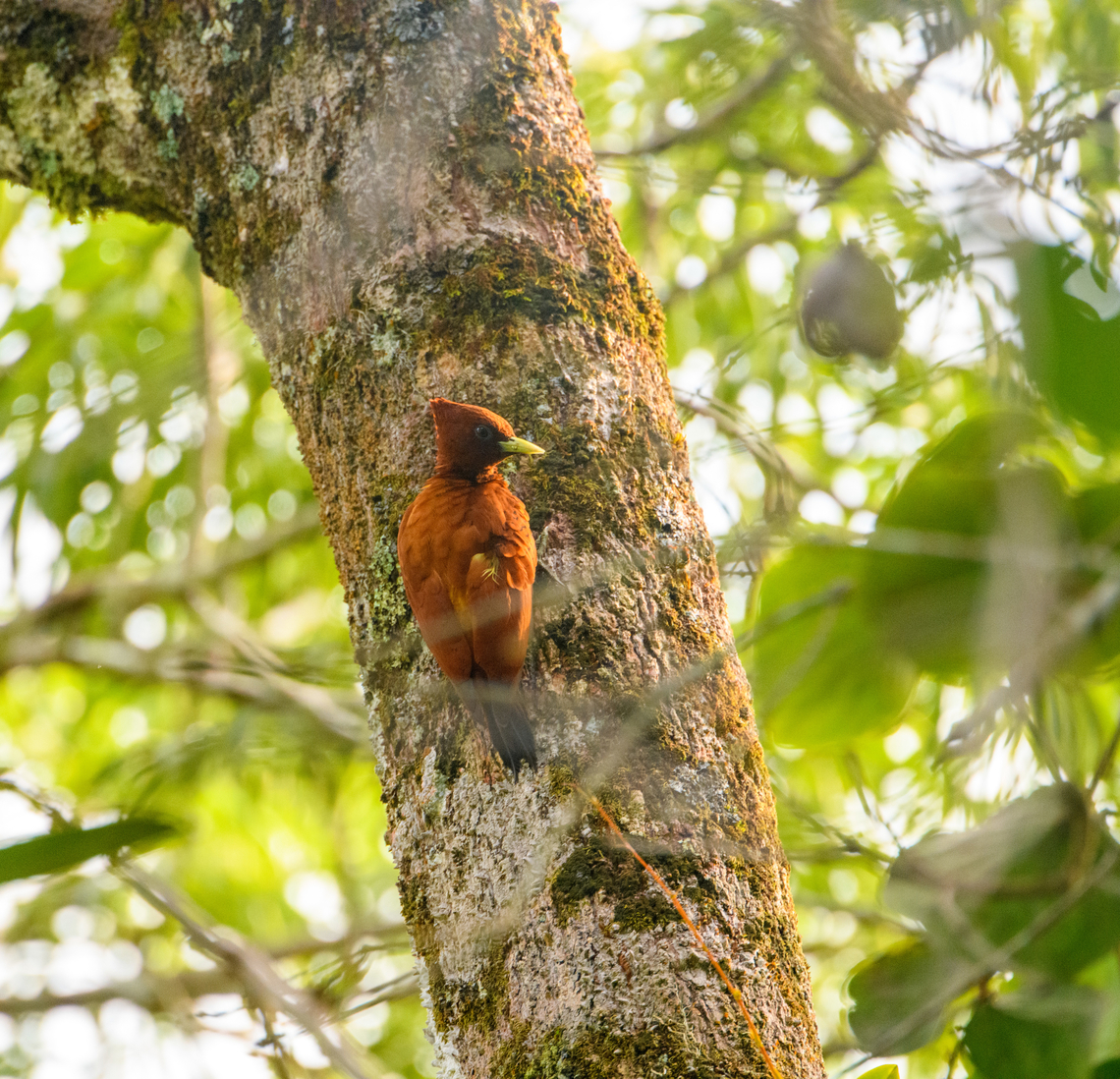 Chestnut woodpecker, Sani Lodge, Ecuador <figure class="photo"><a href="https://www.jungledragon.com/image/131169/chestnut_woodpecker_cleaning_feathers_sani_lodge_ecuador.html" title="Chestnut woodpecker cleaning feathers, Sani Lodge, Ecuador"><img src="https://s3.amazonaws.com/media.jungledragon.com/images/2/131169_thumb.jpg?AWSAccessKeyId=05GMT0V3GWVNE7GGM1R2&Expires=1769040010&Signature=a5%2BjyGBV80JJuCgAjWCnYHceVgw%3D" width="200" height="134" alt="Chestnut woodpecker cleaning feathers, Sani Lodge, Ecuador https://www.jungledragon.com/image/131170/chestnut_woodpecker_sani_lodge_ecuador.html Celeus elegans,Chestnut woodpecker,Ecuador,Ecuador 2021,Geotagged,Sani Lodge,South America,Spring,World,Yasuni National Park" /></a></figure> Celeus elegans,Chestnut woodpecker,Ecuador,Ecuador 2021,Geotagged,Sani Lodge,South America,Spring,World,Yasuni National Park