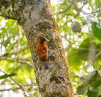 Chestnut woodpecker, Sani Lodge, Ecuador https://www.jungledragon.com/image/131169/chestnut_woodpecker_cleaning_feathers_sani_lodge_ecuador.html Celeus elegans,Chestnut woodpecker,Ecuador,Ecuador 2021,Geotagged,Sani Lodge,South America,Spring,World,Yasuni National Park