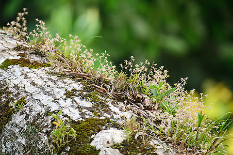 Epidendrum sp., Sani Lodge, Ecuador Orchids found on a branch high up in the canopy, photographed from a birding tower. Probably Epidendrum sp., checking external experts. Ecuador,Ecuador 2021,Geotagged,Sani Lodge,South America,Spring,World,Yasuni National Park