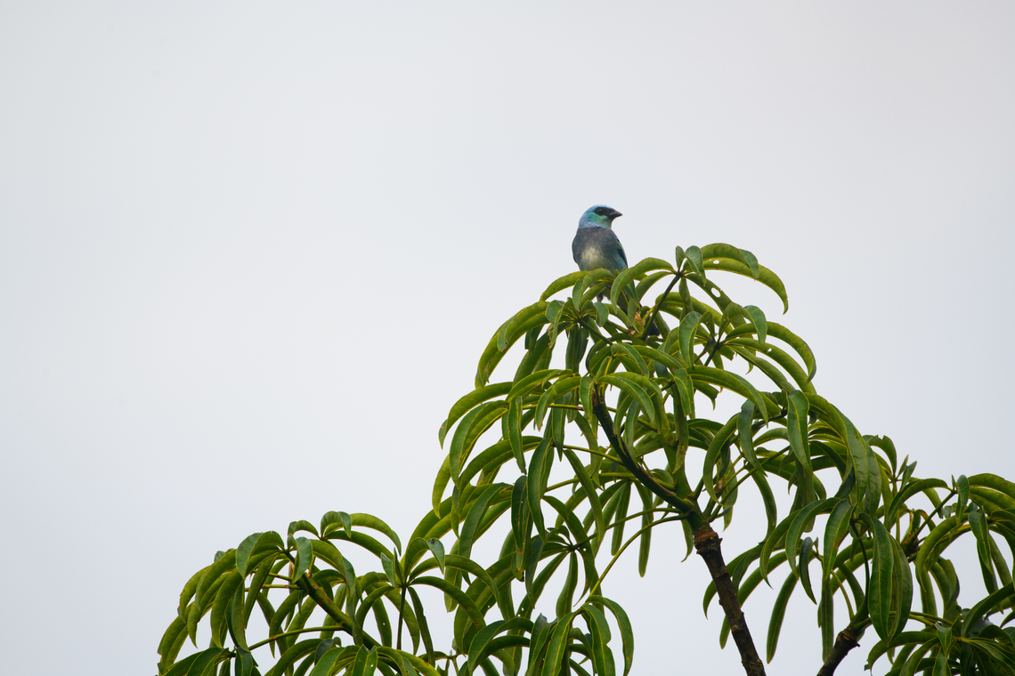 Masked tanager, Sani Lodge, Ecuador  Ecuador,Ecuador 2021,Geotagged,Masked tanager,Sani Lodge,South America,Spring,Tangara nigrocincta,World,Yasuni National Park