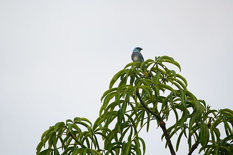 Masked tanager, Sani Lodge, Ecuador  Ecuador,Ecuador 2021,Geotagged,Masked tanager,Sani Lodge,South America,Spring,Tangara nigrocincta,World,Yasuni National Park