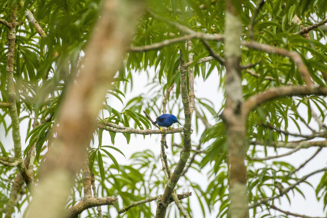Purple honeycreeper, Sani Lodge, Ecuador The male. Cyanerpes caeruleus,Ecuador,Ecuador 2021,Geotagged,Purple honeycreeper,Sani Lodge,South America,Spring,World,Yasuni National Park