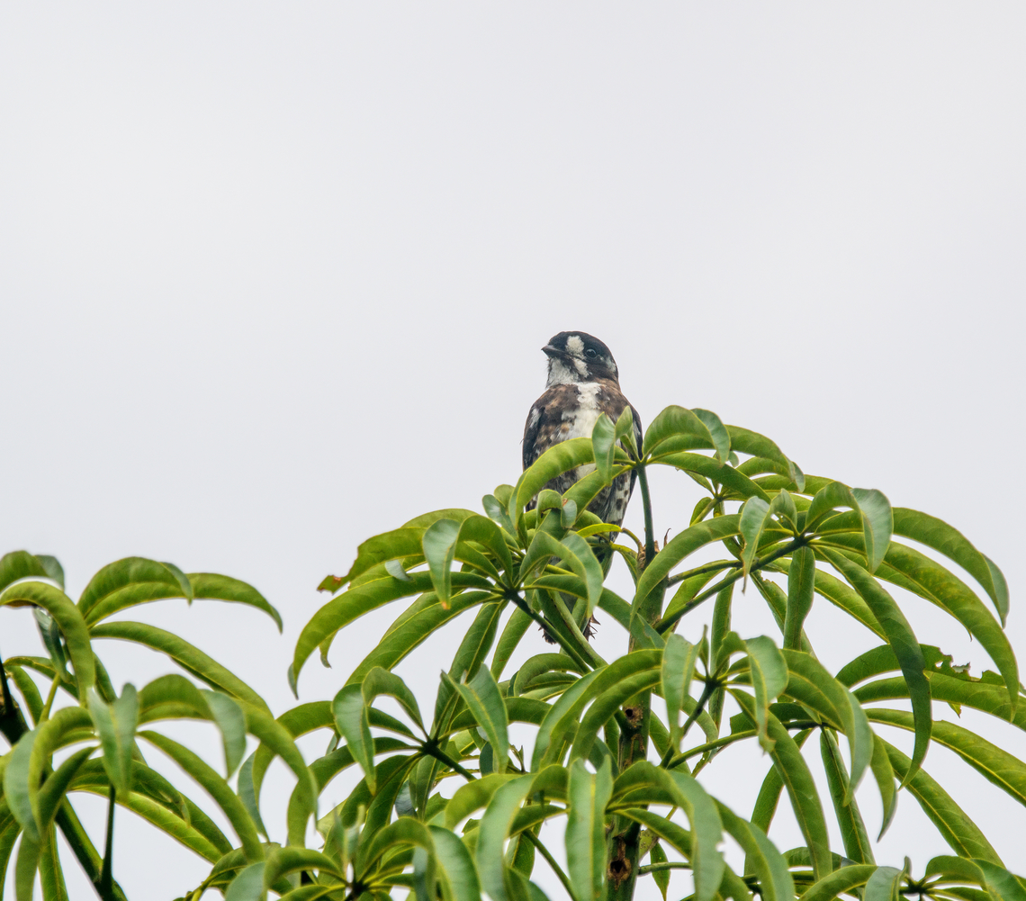 White-browed purpletuft, Sani Lodge,  Ecuador Very hard to get this bird up close. Ecuador,Ecuador 2021,Geotagged,Iodopleura isabellae,Sani Lodge,South America,Spring,White-browed purpletuft,World,Yasuni National Park