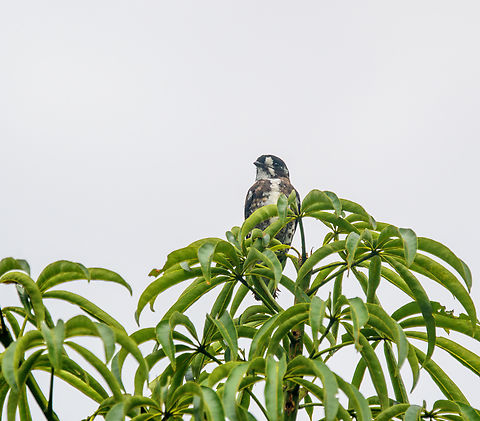White-browed purpletuft, Sani Lodge,  Ecuador Very hard to get this bird up close. Ecuador,Ecuador 2021,Geotagged,Iodopleura isabellae,Sani Lodge,South America,Spring,White-browed purpletuft,World,Yasuni National Park
