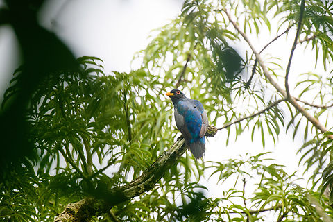 Black-tailed trogon, Sani Lodge, Ecuador This might be the Ecuadorian Trogon, will get it checked. Black-tailed trogon,Ecuador,Ecuador 2021,Geotagged,Sani Lodge,South America,Spring,Trogon melanurus,World,Yasuni National Park
