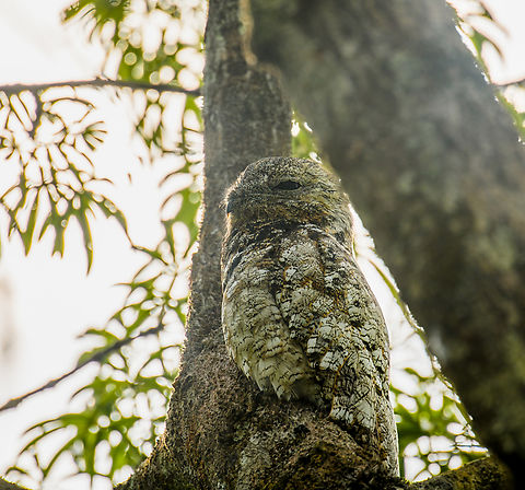 Great potoo, Sani Lodge, Ecuador A hilarious observation. We had been on this birding platform for about an hour and all this while, this massive bird had been sitting here, undetected. Sani lodge staff spotted it by the ray of light hitting the beak. This photos has shadows lifted significantly because it was shot against the light.

Potoos use multiple strategies to go undetected. They perch motionless and without sound, have muted colors to blend into their environment and last but not least, they strategically position themselves as to be part of a tree trunk.  Ecuador,Ecuador 2021,Geotagged,Great potoo,Nyctibius grandis,Sani Lodge,South America,Spring,World,Yasuni National Park