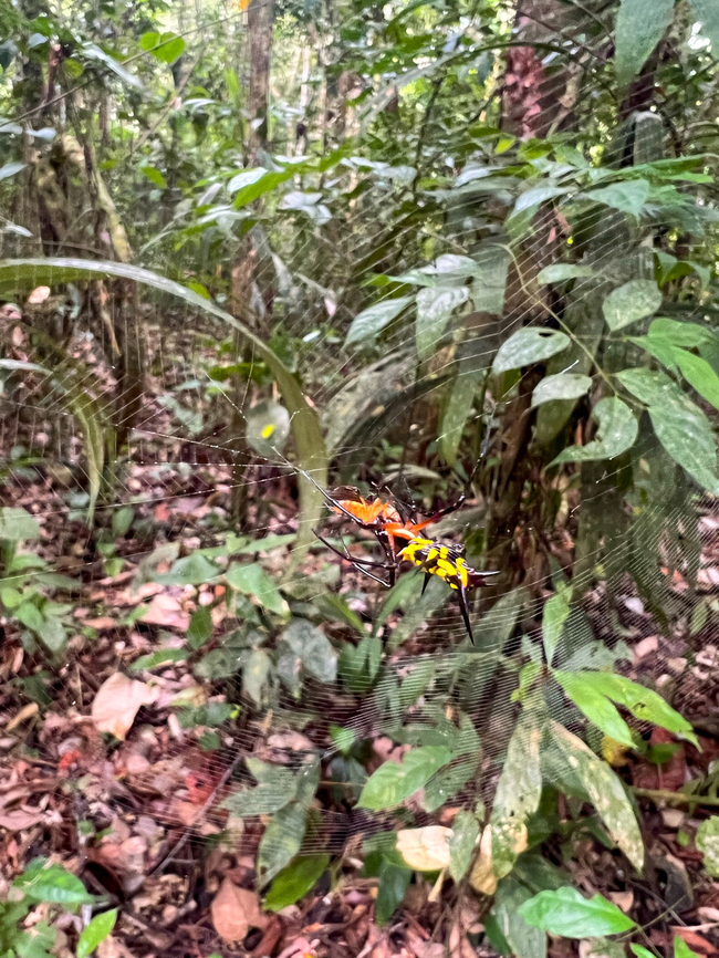 Micrathena kirbyi, Sani Lodge, Ecuador Sloppy smartphone photo. Ecuador,Ecuador 2021,Geotagged,Micrathena kirbyi,Sani Lodge,South America,Spring,World,Yasuni National Park