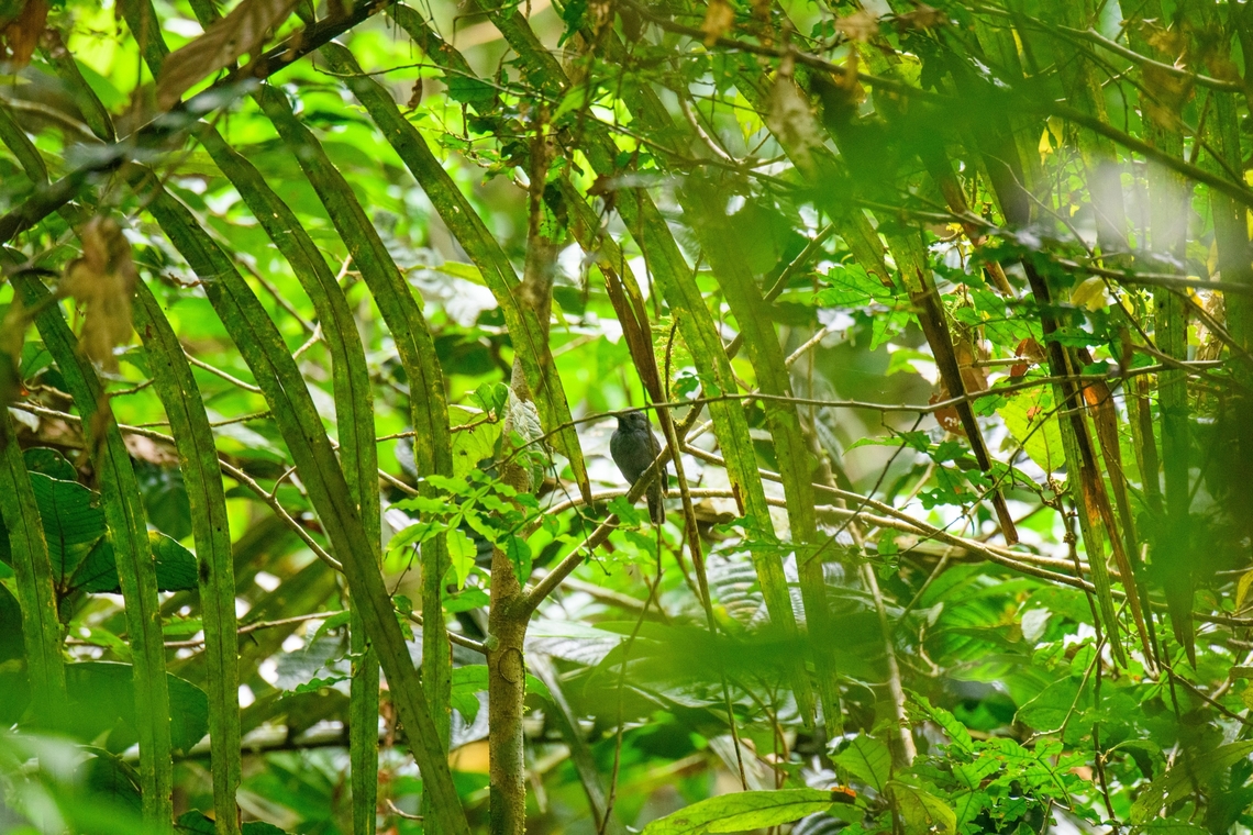 Cinereous antshrike, Sani Lodge, Ecuador  Cinereous antshrike,Ecuador,Ecuador 2021,Geotagged,Sani Lodge,South America,Spring,Thamnomanes caesius,World,Yasuni National Park