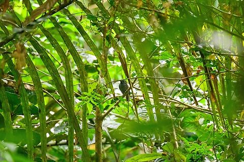 Cinereous antshrike, Sani Lodge, Ecuador  Cinereous antshrike,Ecuador,Ecuador 2021,Geotagged,Sani Lodge,South America,Spring,Thamnomanes caesius,World,Yasuni National Park