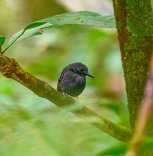 Long-winged antwren - closeup, Sani Lodge, Ecuador The male.
https://www.jungledragon.com/image/131180/long-winged_antwren_sani_lodge_ecuador.html Ecuador,Ecuador 2021,Geotagged,Long-winged antwren,Myrmotherula longipennis,Sani Lodge,South America,Spring,World,Yasuni National Park