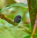 Long-winged antwren - closeup, Sani Lodge, Ecuador The male.<br />
https://www.jungledragon.com/image/131180/long-winged_antwren_sani_lodge_ecuador.html Ecuador,Ecuador 2021,Geotagged,Long-winged antwren,Myrmotherula longipennis,Sani Lodge,South America,Spring,World,Yasuni National Park