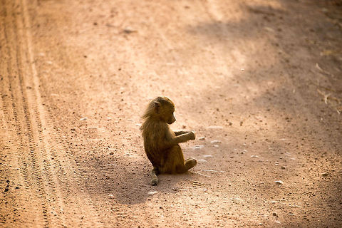 Baby Olive Baboon having a Zen moment on the middle of the road in Lake Manyara NP  Africa,Lake Manyara,Olive baboon,Papio anubis,Tanzania