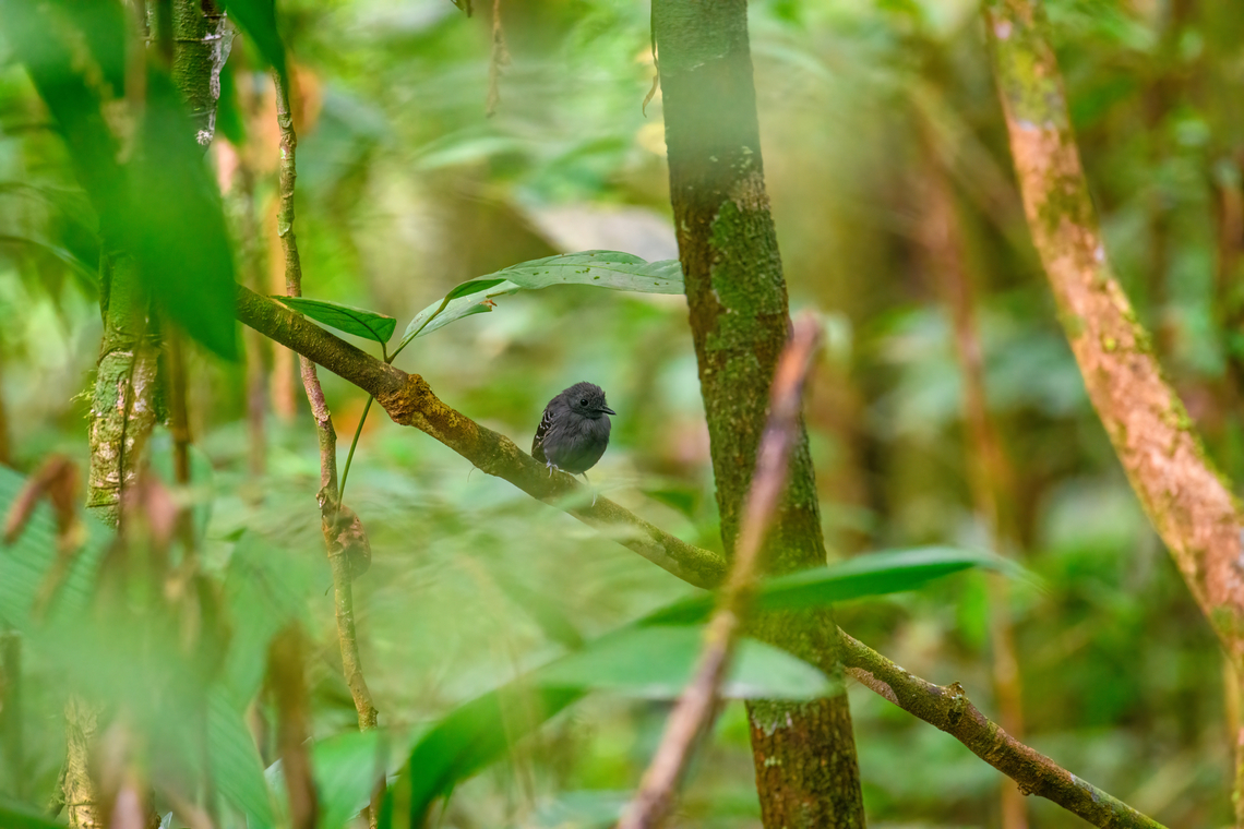 Long-winged antwren, Sani Lodge, Ecuador The male.<br />
<figure class="photo"><a href="https://www.jungledragon.com/image/131179/long-winged_antwren_-_closeup_sani_lodge_ecuador.html" title="Long-winged antwren - closeup, Sani Lodge, Ecuador"><img src="https://s3.amazonaws.com/media.jungledragon.com/images/2/131179_thumb.jpg?AWSAccessKeyId=05GMT0V3GWVNE7GGM1R2&Expires=1759968010&Signature=peQSCdWQ%2FpvKNfvjbi55WGElToc%3D" width="150" height="152" alt="Long-winged antwren - closeup, Sani Lodge, Ecuador The male.<br />
https://www.jungledragon.com/image/131180/long-winged_antwren_sani_lodge_ecuador.html Ecuador,Ecuador 2021,Geotagged,Long-winged antwren,Myrmotherula longipennis,Sani Lodge,South America,Spring,World,Yasuni National Park" /></a></figure> Ecuador,Ecuador 2021,Geotagged,Long-winged antwren,Myrmotherula longipennis,Sani Lodge,South America,Spring,World,Yasuni National Park