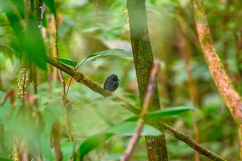 Long-winged antwren, Sani Lodge, Ecuador The male.
https://www.jungledragon.com/image/131179/long-winged_antwren_-_closeup_sani_lodge_ecuador.html Ecuador,Ecuador 2021,Geotagged,Long-winged antwren,Myrmotherula longipennis,Sani Lodge,South America,Spring,World,Yasuni National Park