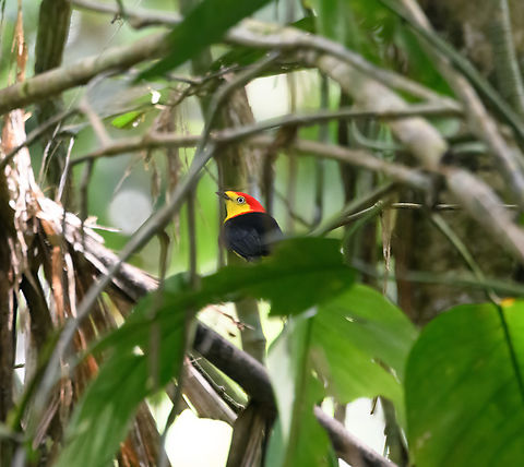 Wire-tailed manakin - closeup, Sani Lodge, Ecuador A cute litte manakin, skittish, like a tiny rocket flying through the dark forest. Like all manakins, the males are excellent dancers.
https://www.jungledragon.com/image/131182/wire-tailed_manakin_sani_lodge_ecuador.html
https://www.youtube.com/watch?v=r5Lj_CsE23g Ecuador,Ecuador 2021,Geotagged,Pipra filicauda,Sani Lodge,South America,Spring,Wire-tailed manakin,World,Yasuni National Park