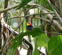 Wire-tailed manakin - closeup, Sani Lodge, Ecuador A cute litte manakin, skittish, like a tiny rocket flying through the dark forest. Like all manakins, the males are excellent dancers.<br />
https://www.jungledragon.com/image/131182/wire-tailed_manakin_sani_lodge_ecuador.html<br />
https://www.youtube.com/watch?v=r5Lj_CsE23g Ecuador,Ecuador 2021,Geotagged,Pipra filicauda,Sani Lodge,South America,Spring,Wire-tailed manakin,World,Yasuni National Park