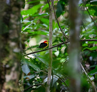 Wire-tailed manakin, Sani Lodge, Ecuador A cute litte manakin, skittish, like a tiny rocket flying through the dark forest. Like all manakins, the males are excellent dancers.<br />
https://www.jungledragon.com/image/131181/wire-tailed_manakin_-_closeup_sani_lodge_ecuador.html<br />
https://www.youtube.com/watch?v=r5Lj_CsE23g Ecuador,Ecuador 2021,Geotagged,Pipra filicauda,Sani Lodge,South America,Spring,Wire-tailed manakin,World,Yasuni National Park
