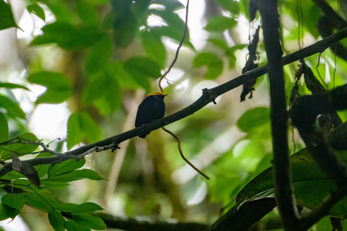 Golden-headed manakin, Sani Lodge, Ecuador Somebody else&#039;s video for a better look:<br />
<section class="video"><iframe width="448" height="282" src="https://www.youtube-nocookie.com/embed/PJMKD0IU4Xc?hd=1&autoplay=0&rel=0" frameborder="0" allowfullscreen></iframe></section> Ceratopipra erythrocephala,Ecuador,Ecuador 2021,Geotagged,Golden-headed manakin,Sani Lodge,South America,Spring,World,Yasuni National Park
