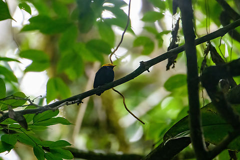 Golden-headed manakin, Sani Lodge, Ecuador Somebody else's video for a better look:
https://www.youtube.com/watch?v=PJMKD0IU4Xc Ceratopipra erythrocephala,Ecuador,Ecuador 2021,Geotagged,Golden-headed manakin,Sani Lodge,South America,Spring,World,Yasuni National Park