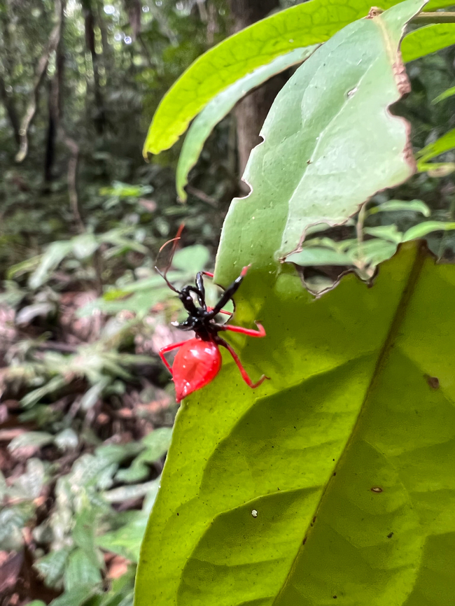 Erbessus rufiventris, Sani Lodge, Ecuador Smartphone snap of an interesting assassin bug featuring a bright red heart-shaped abdomen. Ecuador,Ecuador 2021,Erbessus rufiventris,Geotagged,Sani Lodge,South America,Spring,World,Yasuni National Park