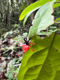 Erbessus rufiventris, Sani Lodge, Ecuador Smartphone snap of an interesting assassin bug featuring a bright red heart-shaped abdomen. Ecuador,Ecuador 2021,Erbessus rufiventris,Geotagged,Sani Lodge,South America,Spring,World,Yasuni National Park