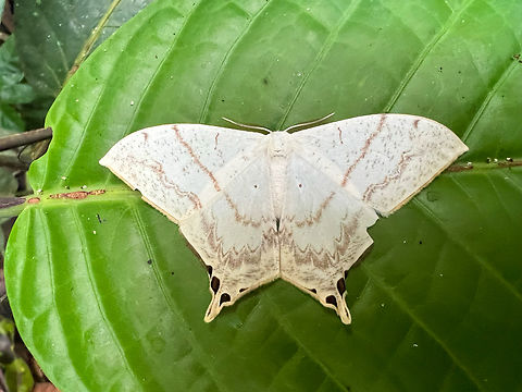 Therinia lactucina, Sani Lodge, Ecuador Found by day, resting on a leaf. Ecuador,Ecuador 2021,Geotagged,Sani Lodge,South America,Spring,Therinia lactucina,World,Yasuni National Park