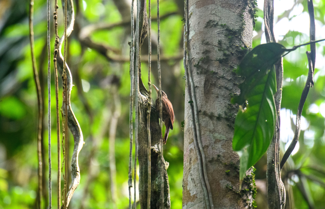 Striped woodcreeper, Sani Lodge, Ecuador  Ecuador,Ecuador 2021,Geotagged,Sani Lodge,South America,Spring,Striped woodcreeper,World,Xiphorhynchus obsoletus,Yasuni National Park