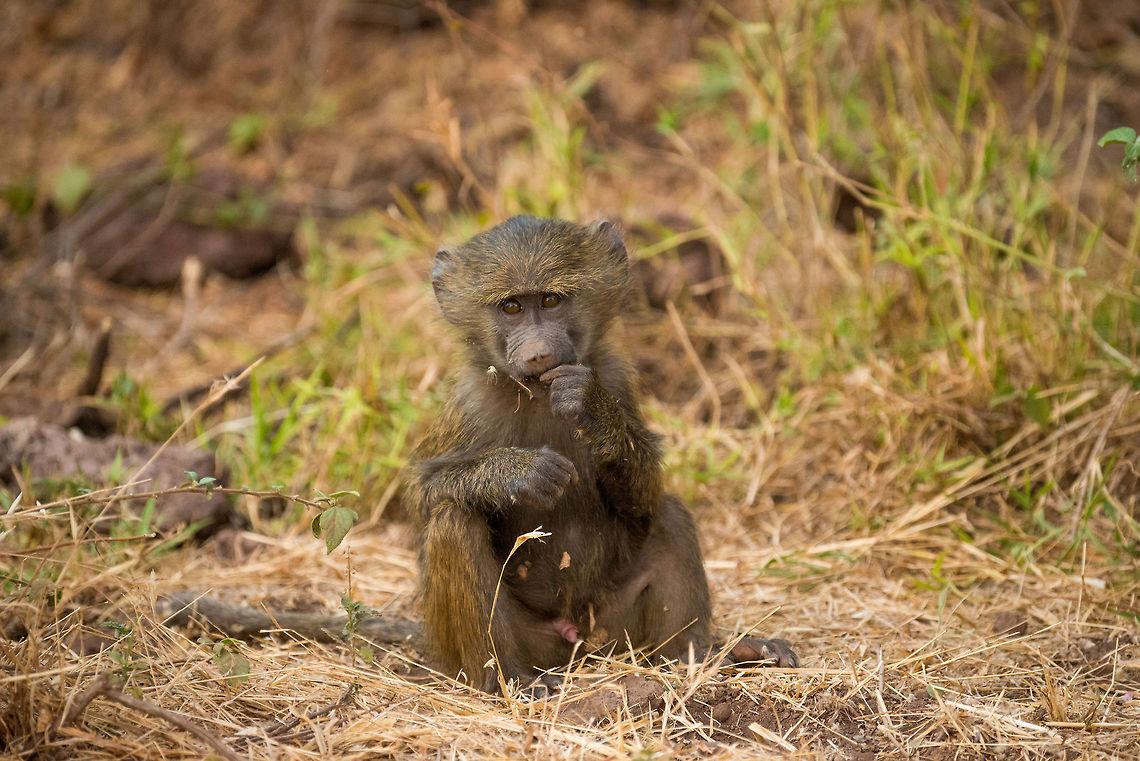 Male baby Olive Baboon in Lake Manyara NP, Tanzania  Africa,Lake Manyara,Olive baboon,Papio anubis,Tanzania