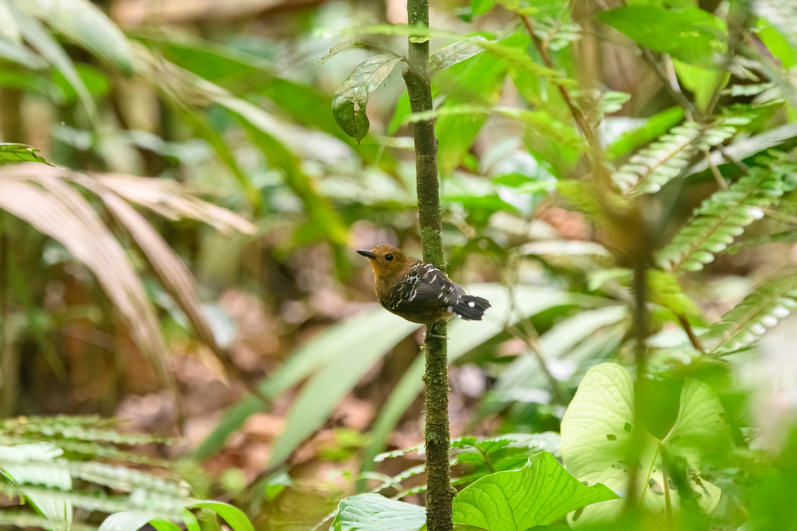 Scale-backed antbird, Sani Lodge, Ecuador Female. Common scale-backed antbird,Ecuador,Ecuador 2021,Geotagged,Sani Lodge,South America,Spring,Willisornis poecilinotus,World,Yasuni National Park