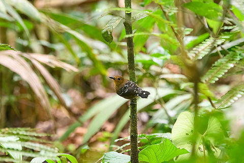Scale-backed antbird, Sani Lodge, Ecuador Female. Common scale-backed antbird,Ecuador,Ecuador 2021,Geotagged,Sani Lodge,South America,Spring,Willisornis poecilinotus,World,Yasuni National Park