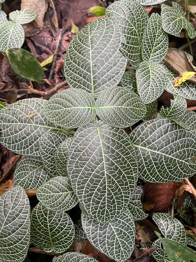 Nerve plant - closeup, Sani Lodge, Ecuador <figure class="photo"><a href="https://www.jungledragon.com/image/131194/nerve_plant_sani_lodge_ecuador.html" title="Nerve plant, Sani Lodge, Ecuador"><img src="https://s3.amazonaws.com/media.jungledragon.com/images/2/131194_thumb.jpg?AWSAccessKeyId=05GMT0V3GWVNE7GGM1R2&Expires=1769040010&Signature=oxYNgyQDrteEnB0DX2nitay7gkA%3D" width="200" height="132" alt="Nerve plant, Sani Lodge, Ecuador https://www.jungledragon.com/image/131192/nerve_plant_-_closeup_sani_lodge_ecuador.html Ecuador,Ecuador 2021,Fittonia albivenis,Geotagged,Nerve Plant,Sani Lodge,South America,Spring,World,Yasuni National Park" /></a></figure> Ecuador,Ecuador 2021,Fittonia albivenis,Geotagged,Sani Lodge,South America,Spring,World,Yasuni National Park