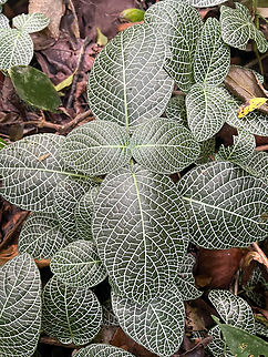 Nerve plant - closeup, Sani Lodge, Ecuador https://www.jungledragon.com/image/131194/nerve_plant_sani_lodge_ecuador.html Ecuador,Ecuador 2021,Fittonia albivenis,Geotagged,Sani Lodge,South America,Spring,World,Yasuni National Park