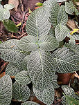 Nerve plant - closeup, Sani Lodge, Ecuador https://www.jungledragon.com/image/131194/nerve_plant_sani_lodge_ecuador.html Ecuador,Ecuador 2021,Fittonia albivenis,Geotagged,Sani Lodge,South America,Spring,World,Yasuni National Park