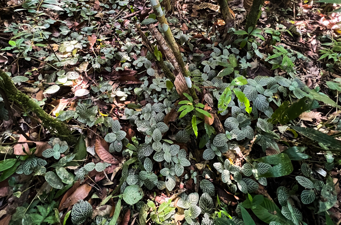 Nerve plant, Sani Lodge, Ecuador <figure class="photo"><a href="https://www.jungledragon.com/image/131192/nerve_plant_-_closeup_sani_lodge_ecuador.html" title="Nerve plant - closeup, Sani Lodge, Ecuador"><img src="https://s3.amazonaws.com/media.jungledragon.com/images/2/131192_thumb.jpg?AWSAccessKeyId=05GMT0V3GWVNE7GGM1R2&Expires=1759968010&Signature=yRTqakkNstP3WX4o%2BqWfOfkwMbE%3D" width="114" height="152" alt="Nerve plant - closeup, Sani Lodge, Ecuador https://www.jungledragon.com/image/131194/nerve_plant_sani_lodge_ecuador.html Ecuador,Ecuador 2021,Fittonia albivenis,Geotagged,Sani Lodge,South America,Spring,World,Yasuni National Park" /></a></figure> Ecuador,Ecuador 2021,Fittonia albivenis,Geotagged,Nerve Plant,Sani Lodge,South America,Spring,World,Yasuni National Park