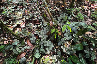 Nerve plant, Sani Lodge, Ecuador https://www.jungledragon.com/image/131192/nerve_plant_-_closeup_sani_lodge_ecuador.html Ecuador,Ecuador 2021,Fittonia albivenis,Geotagged,Nerve Plant,Sani Lodge,South America,Spring,World,Yasuni National Park