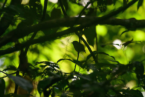 Dwarf tyrant-manakin, Sani Lodge, Ecuador Too dark to be useful, but still wanted to post it for record keeping (country report). Dwarf tyrant-manakin,Ecuador,Ecuador 2021,Geotagged,Sani Lodge,South America,Spring,Tyranneutes stolzmanni,World,Yasuni National Park