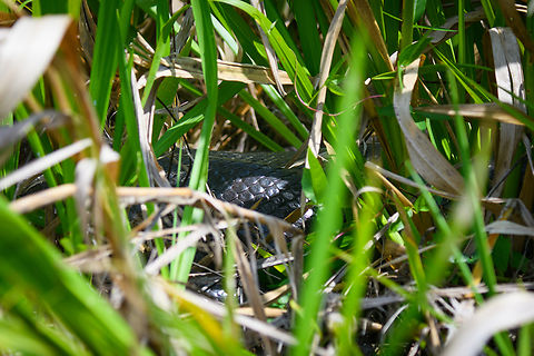 Green Anaconda, Sani Lodge, Ecuador Excitement in the silent canoe as our guide spotted this anaconda on the grassy shores. Ecuador,Ecuador 2021,Eunectes murinus,Geotagged,Green Anaconda,Sani Lodge,South America,Spring,World,Yasuni National Park
