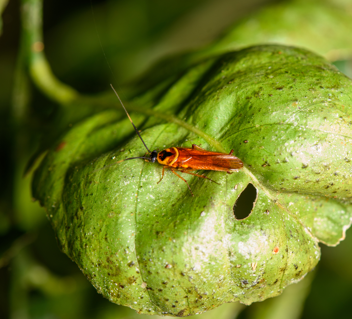 Cockroach (Pseudomops sp.?), Sani Lodge, Ecuador  Ecuador,Ecuador 2021,Geotagged,Sani Lodge,South America,Spring,World,Yasuni National Park