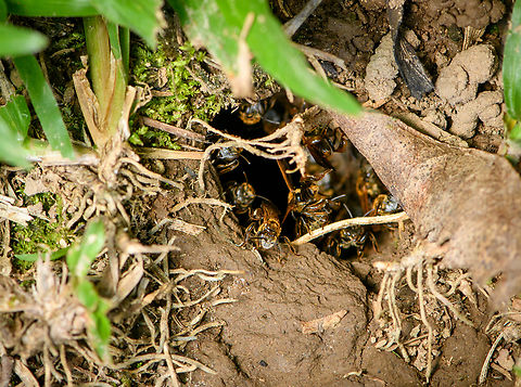 Bee nest, Sani Lodge, Ecuador Found on the forest floor. Ecuador,Ecuador 2021,Geotagged,Sani Lodge,South America,Spring,World,Yasuni National Park