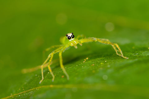 Translucent Green Jumping Spider (Genus Lyssomanes) -3, Sani Lodge, Ecuador Super tiny jumping spider, only spotted it because it moved. It is indeed very translucent, flash light goes straight through it so had to quite some exposure corrections.
https://www.jungledragon.com/image/131200/translucent_green_jumping_spider_genus_lyssomanes_-1_sani_lodge_ecuador.html
https://www.jungledragon.com/image/131201/translucent_green_jumping_spider_genus_lyssomanes_-2_sani_lodge_ecuador.html Ecuador,Ecuador 2021,Geotagged,Sani Lodge,South America,Spring,World,Yasuni National Park