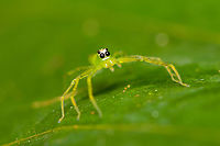Translucent Green Jumping Spider (Genus Lyssomanes) -3, Sani Lodge, Ecuador Super tiny jumping spider, only spotted it because it moved. It is indeed very translucent, flash light goes straight through it so had to quite some exposure corrections.<br />
https://www.jungledragon.com/image/131200/translucent_green_jumping_spider_genus_lyssomanes_-1_sani_lodge_ecuador.html<br />
https://www.jungledragon.com/image/131201/translucent_green_jumping_spider_genus_lyssomanes_-2_sani_lodge_ecuador.html Ecuador,Ecuador 2021,Geotagged,Sani Lodge,South America,Spring,World,Yasuni National Park