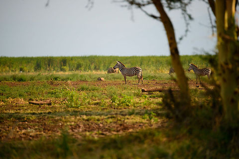 Plains Zebras in Lake Manyara NP, Tanzania  Africa,Equus quagga,Lake Manyara,Plains zebra,Tanzania