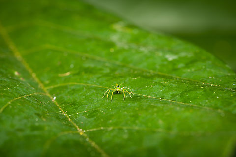 Translucent Green Jumping Spider (Genus Lyssomanes) -1, Sani Lodge, Ecuador Super tiny jumping spider, only spotted it because it moved. It is indeed very translucent, flash light goes straight through it so had to quite some exposure corrections.
https://www.jungledragon.com/image/131201/translucent_green_jumping_spider_genus_lyssomanes_-2_sani_lodge_ecuador.html
https://www.jungledragon.com/image/131199/translucent_green_jumping_spider_genus_lyssomanes_-3_sani_lodge_ecuador.html Ecuador,Ecuador 2021,Geotagged,Sani Lodge,South America,Spring,World,Yasuni National Park
