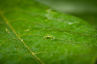 Translucent Green Jumping Spider (Genus Lyssomanes) -1, Sani Lodge, Ecuador Super tiny jumping spider, only spotted it because it moved. It is indeed very translucent, flash light goes straight through it so had to quite some exposure corrections.<br />
https://www.jungledragon.com/image/131201/translucent_green_jumping_spider_genus_lyssomanes_-2_sani_lodge_ecuador.html<br />
https://www.jungledragon.com/image/131199/translucent_green_jumping_spider_genus_lyssomanes_-3_sani_lodge_ecuador.html Ecuador,Ecuador 2021,Geotagged,Sani Lodge,South America,Spring,World,Yasuni National Park