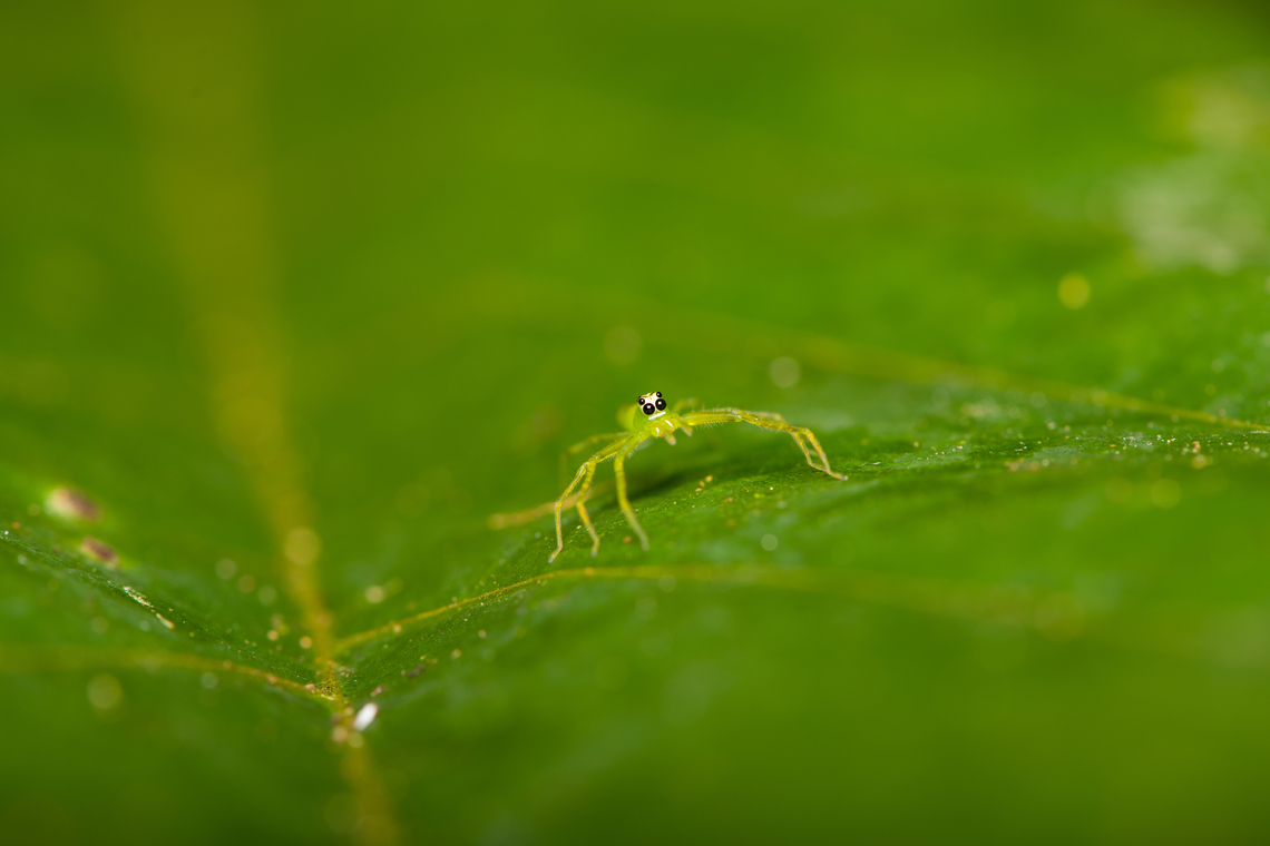 Translucent Green Jumping Spider (Genus Lyssomanes) -2, Sani Lodge, Ecuador Super tiny jumping spider, only spotted it because it moved. It is indeed very translucent, flash light goes straight through it so had to quite some exposure corrections.<br />
<figure class="photo"><a href="https://www.jungledragon.com/image/131200/translucent_green_jumping_spider_genus_lyssomanes_-1_sani_lodge_ecuador.html" title="Translucent Green Jumping Spider (Genus Lyssomanes) -1, Sani Lodge, Ecuador"><img src="https://s3.amazonaws.com/media.jungledragon.com/images/2/131200_thumb.jpg?AWSAccessKeyId=05GMT0V3GWVNE7GGM1R2&Expires=1759968010&Signature=%2BqL3RrGWPWB1LC%2FO9XP3dYxQ1Fk%3D" width="200" height="134" alt="Translucent Green Jumping Spider (Genus Lyssomanes) -1, Sani Lodge, Ecuador Super tiny jumping spider, only spotted it because it moved. It is indeed very translucent, flash light goes straight through it so had to quite some exposure corrections.<br />
https://www.jungledragon.com/image/131201/translucent_green_jumping_spider_genus_lyssomanes_-2_sani_lodge_ecuador.html<br />
https://www.jungledragon.com/image/131199/translucent_green_jumping_spider_genus_lyssomanes_-3_sani_lodge_ecuador.html Ecuador,Ecuador 2021,Geotagged,Sani Lodge,South America,Spring,World,Yasuni National Park" /></a></figure><br />
<figure class="photo"><a href="https://www.jungledragon.com/image/131199/translucent_green_jumping_spider_genus_lyssomanes_-3_sani_lodge_ecuador.html" title="Translucent Green Jumping Spider (Genus Lyssomanes) -3, Sani Lodge, Ecuador"><img src="https://s3.amazonaws.com/media.jungledragon.com/images/2/131199_thumb.jpg?AWSAccessKeyId=05GMT0V3GWVNE7GGM1R2&Expires=1759968010&Signature=59Q0%2BxUmsfoAOnoq02Az8YtfLlQ%3D" width="200" height="134" alt="Translucent Green Jumping Spider (Genus Lyssomanes) -3, Sani Lodge, Ecuador Super tiny jumping spider, only spotted it because it moved. It is indeed very translucent, flash light goes straight through it so had to quite some exposure corrections.<br />
https://www.jungledragon.com/image/131200/translucent_green_jumping_spider_genus_lyssomanes_-1_sani_lodge_ecuador.html<br />
https://www.jungledragon.com/image/131201/translucent_green_jumping_spider_genus_lyssomanes_-2_sani_lodge_ecuador.html Ecuador,Ecuador 2021,Geotagged,Sani Lodge,South America,Spring,World,Yasuni National Park" /></a></figure> Ecuador,Ecuador 2021,Geotagged,Sani Lodge,South America,Spring,World,Yasuni National Park