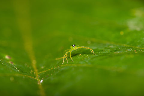 Translucent Green Jumping Spider (Genus Lyssomanes) -2, Sani Lodge, Ecuador Super tiny jumping spider, only spotted it because it moved. It is indeed very translucent, flash light goes straight through it so had to quite some exposure corrections.
https://www.jungledragon.com/image/131200/translucent_green_jumping_spider_genus_lyssomanes_-1_sani_lodge_ecuador.html
https://www.jungledragon.com/image/131199/translucent_green_jumping_spider_genus_lyssomanes_-3_sani_lodge_ecuador.html Ecuador,Ecuador 2021,Geotagged,Sani Lodge,South America,Spring,World,Yasuni National Park
